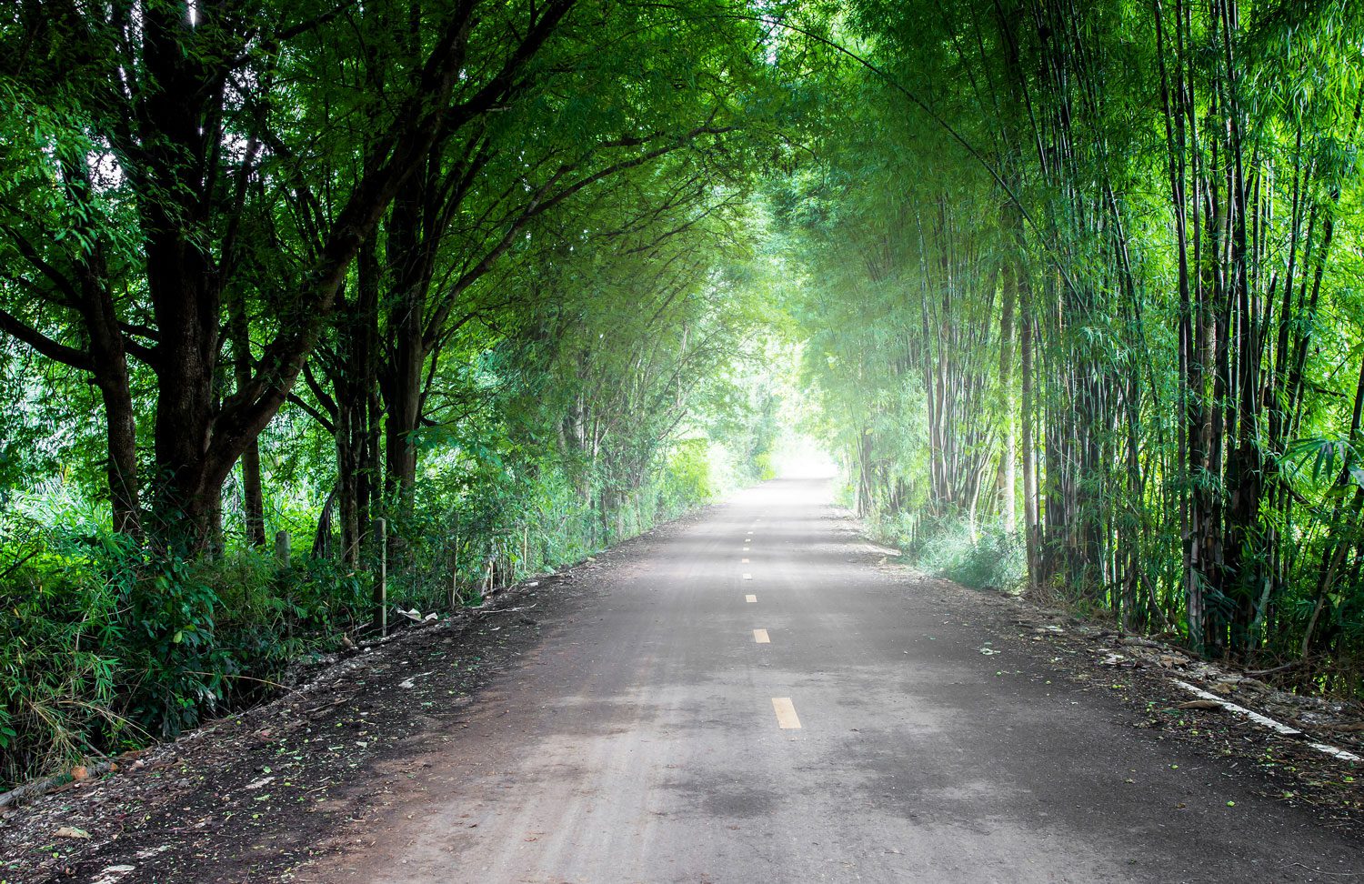 forest road