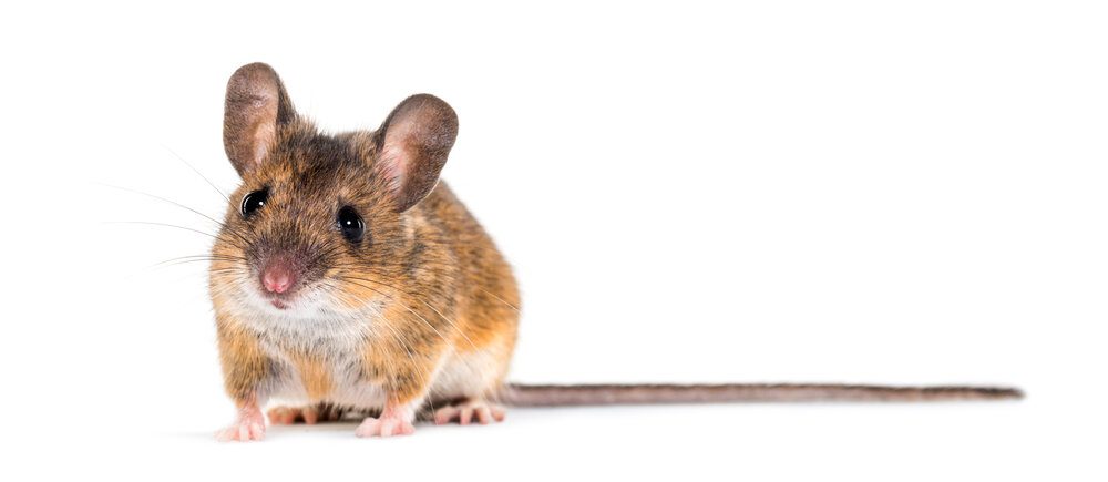 “An’ Forward Tho’ I Canna See…” – Robert Burns (to a mouse)!